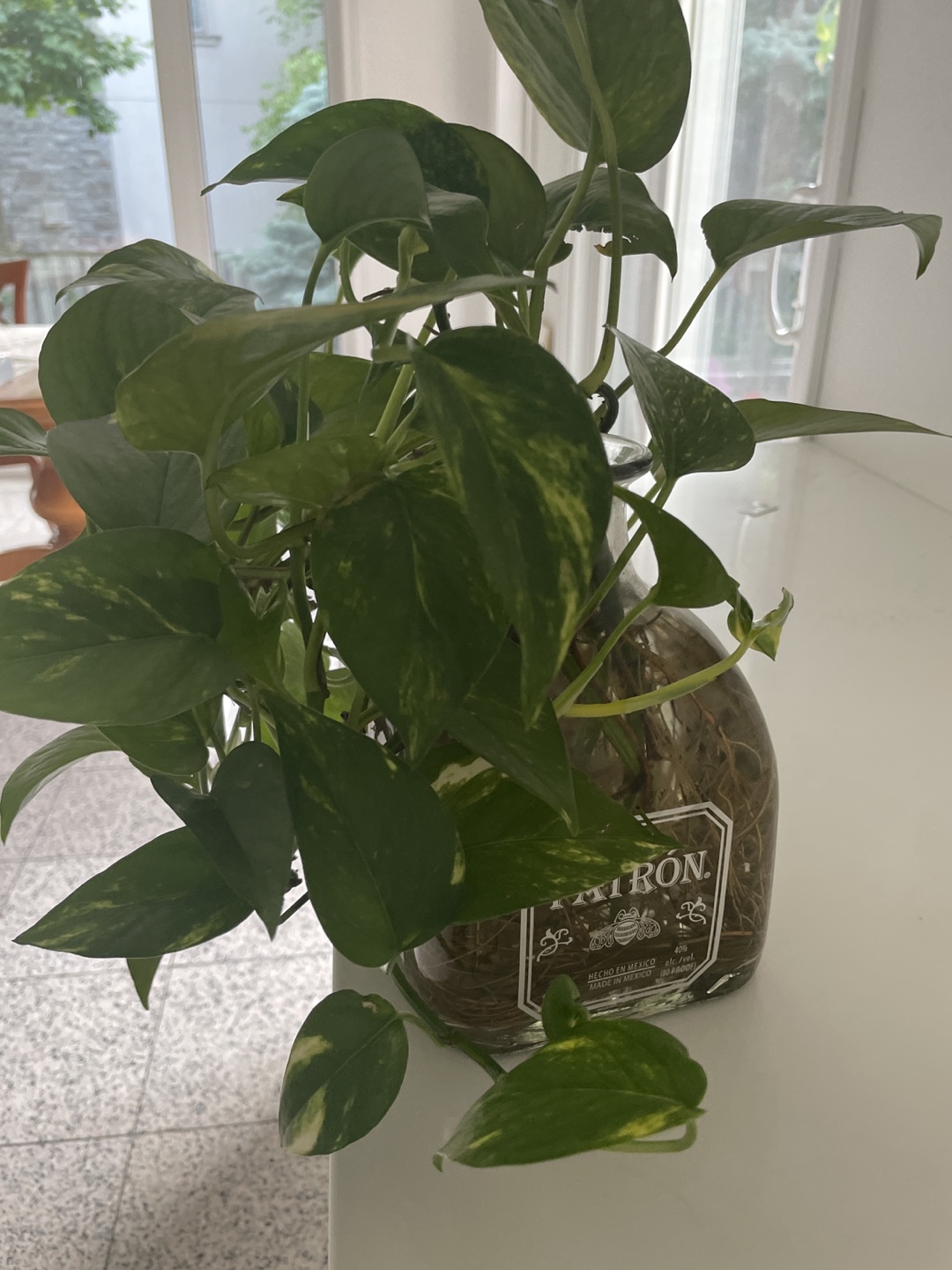 Pothos Plant in Patron Bottle - photo 2