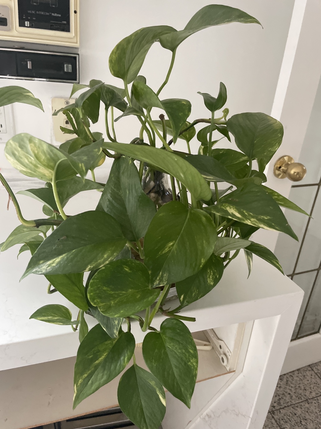Pothos Plant in Patron Bottle