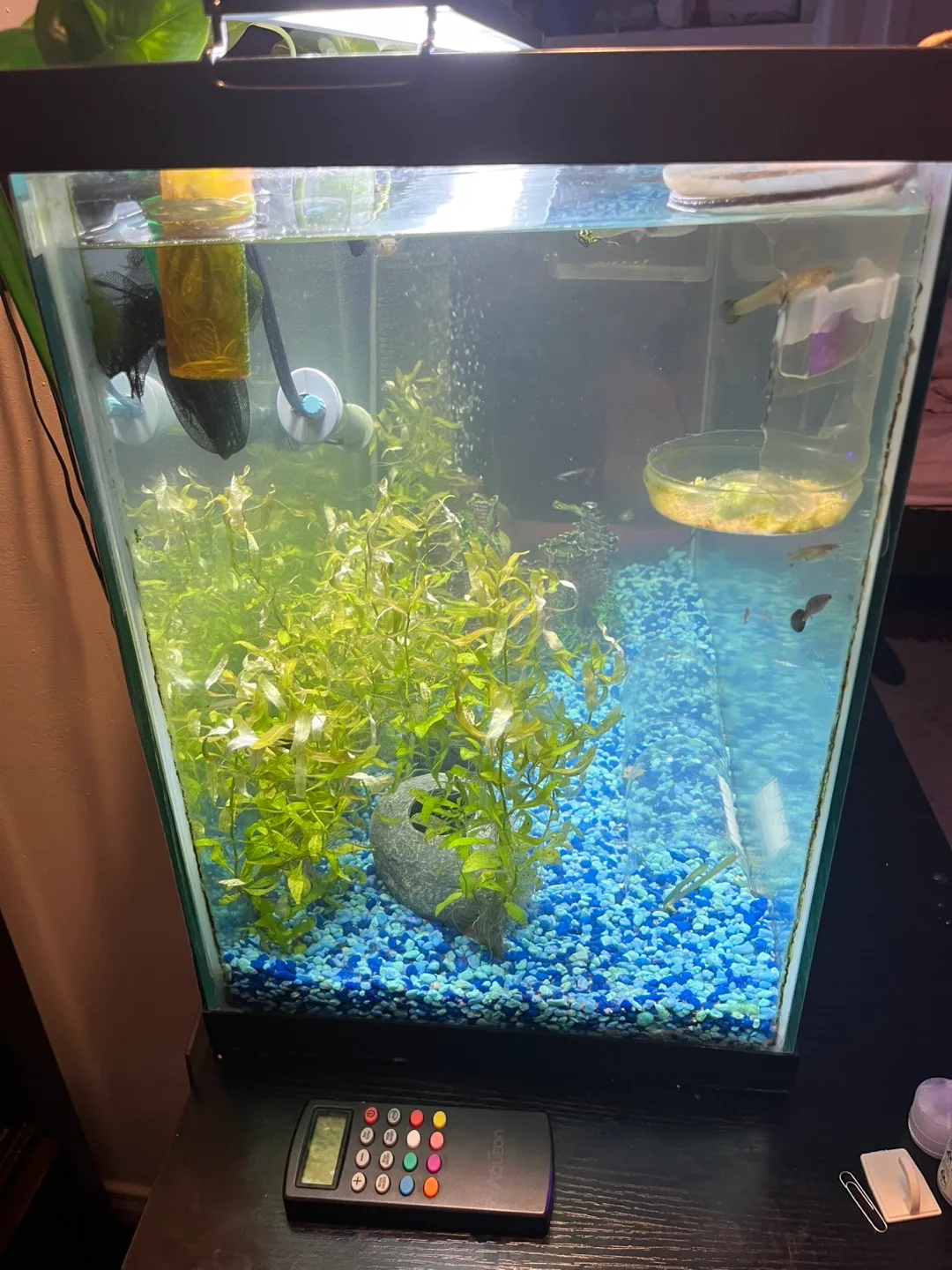 29 gallon aquarium image indicator(2)