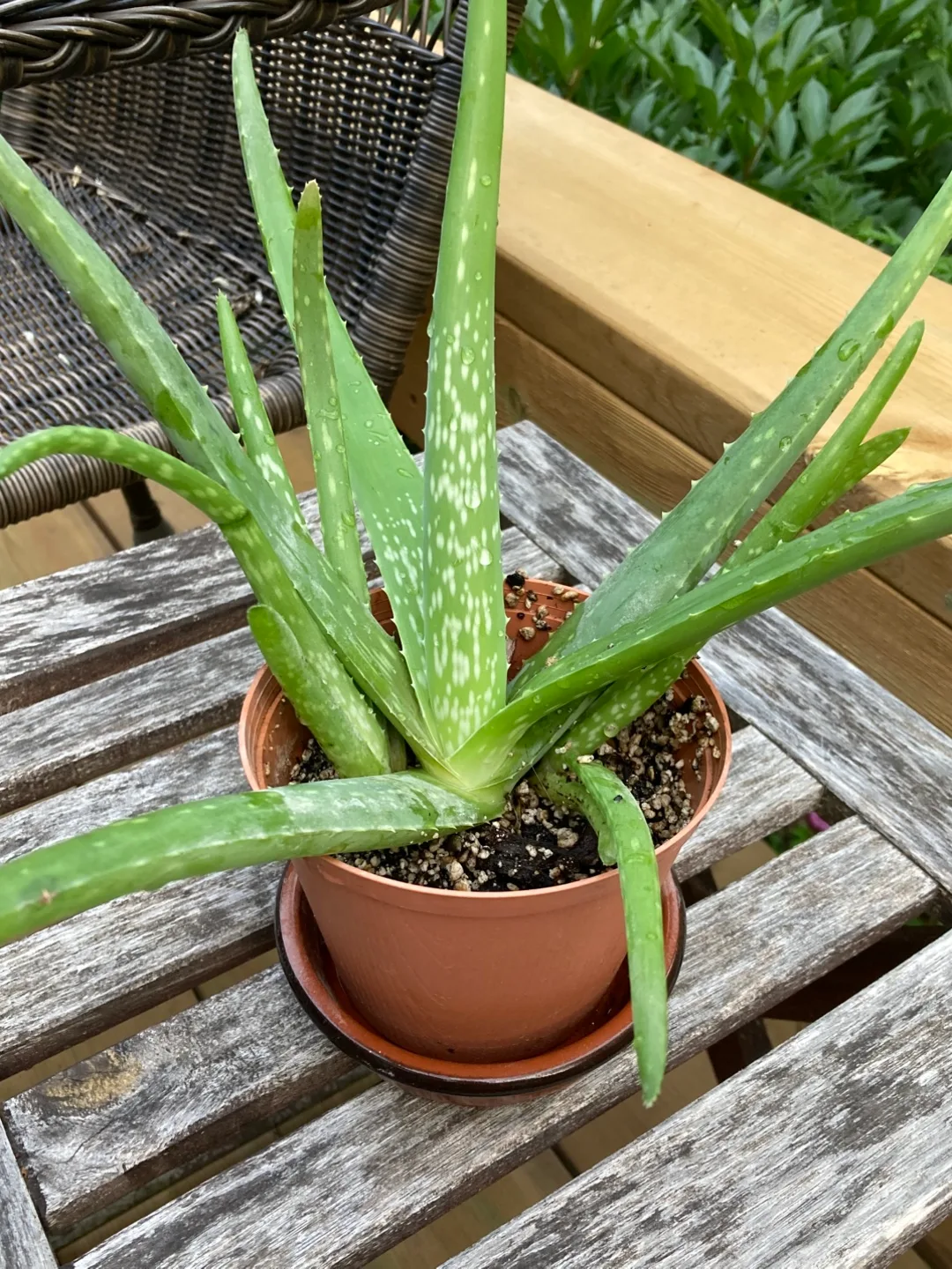 Healthy Aloe Vera Plant image indicator(2)