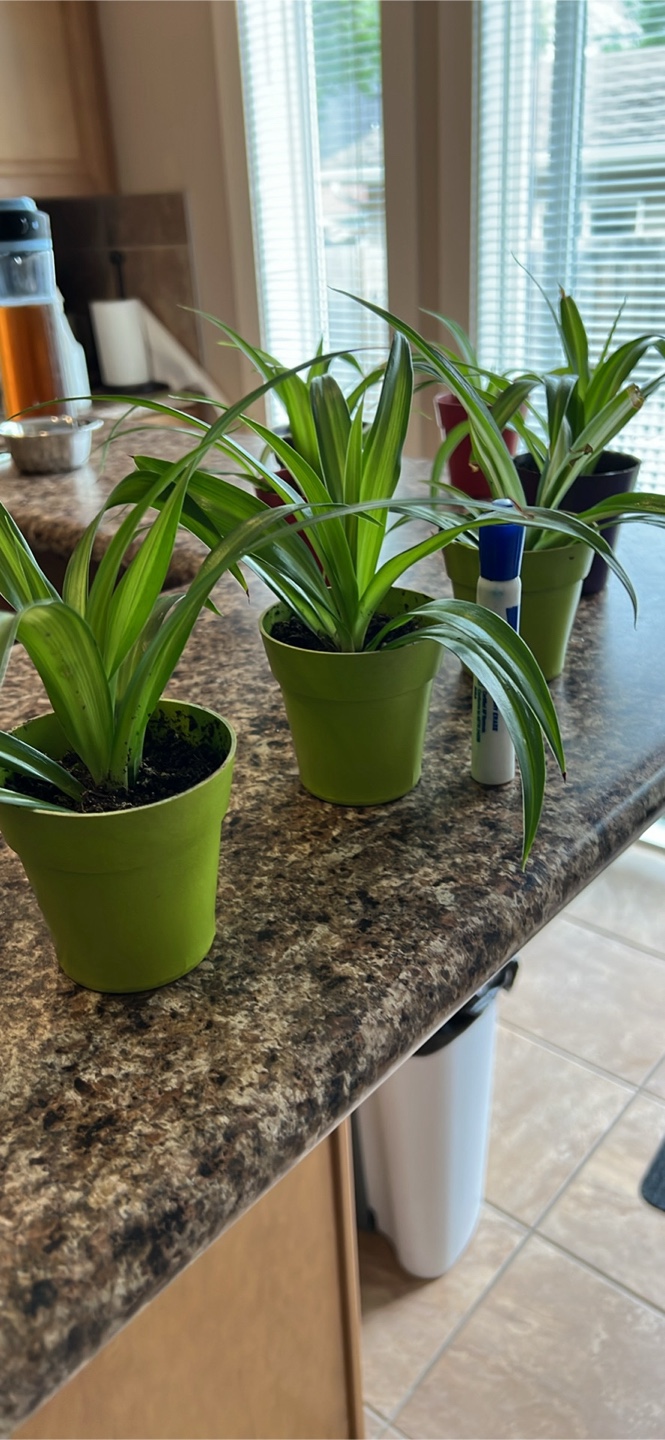Spider Plants in the picture $5 each or 3 for $10 - photo 3
