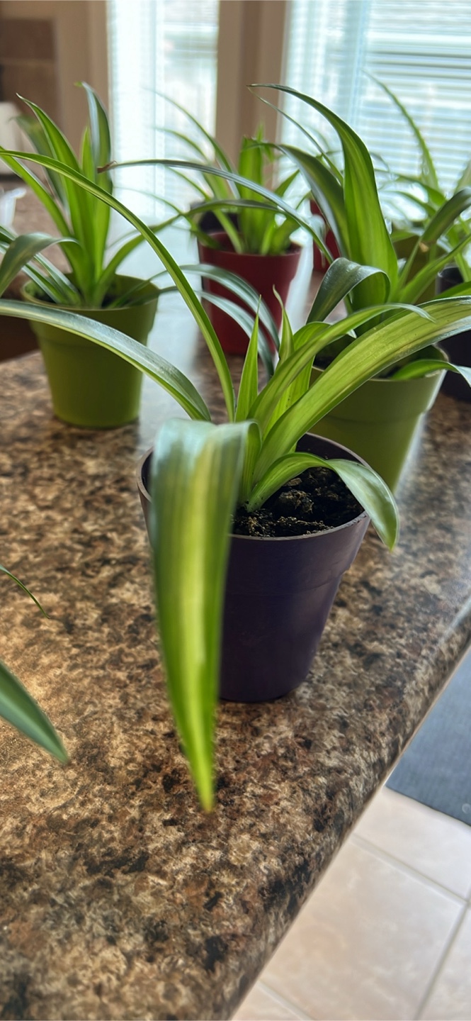 Spider Plants in the picture $5 each or 3 for $10 - photo 5