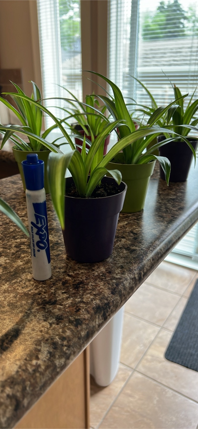 Spider Plants in the picture $5 each or 3 for $10 - photo 4