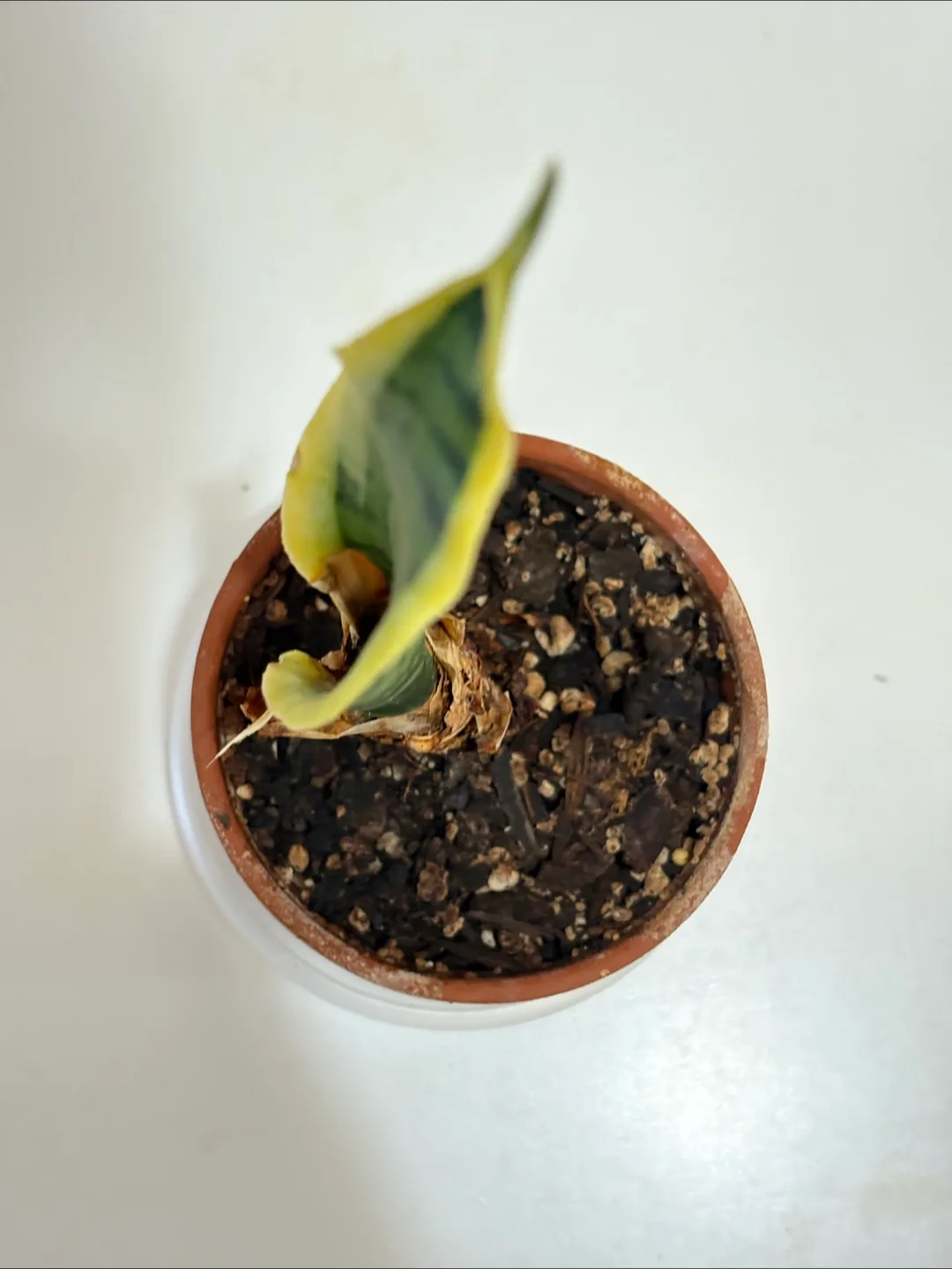 Cute Snake Plant 16cm Tall - 3in Pot 💚 image indicator(3)