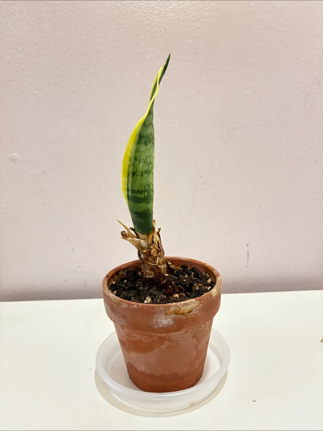 Cute Snake Plant 16cm Tall - 3in Pot 💚 image indicator(2)