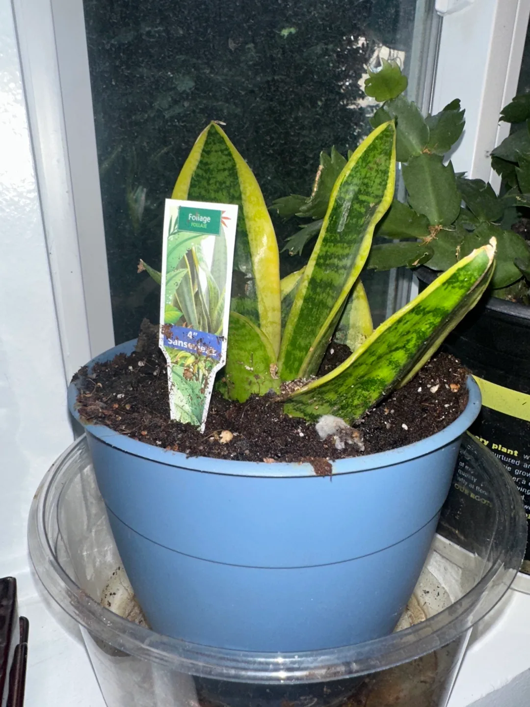 Snake Plant in Blue Pot🥕 thumbnail
