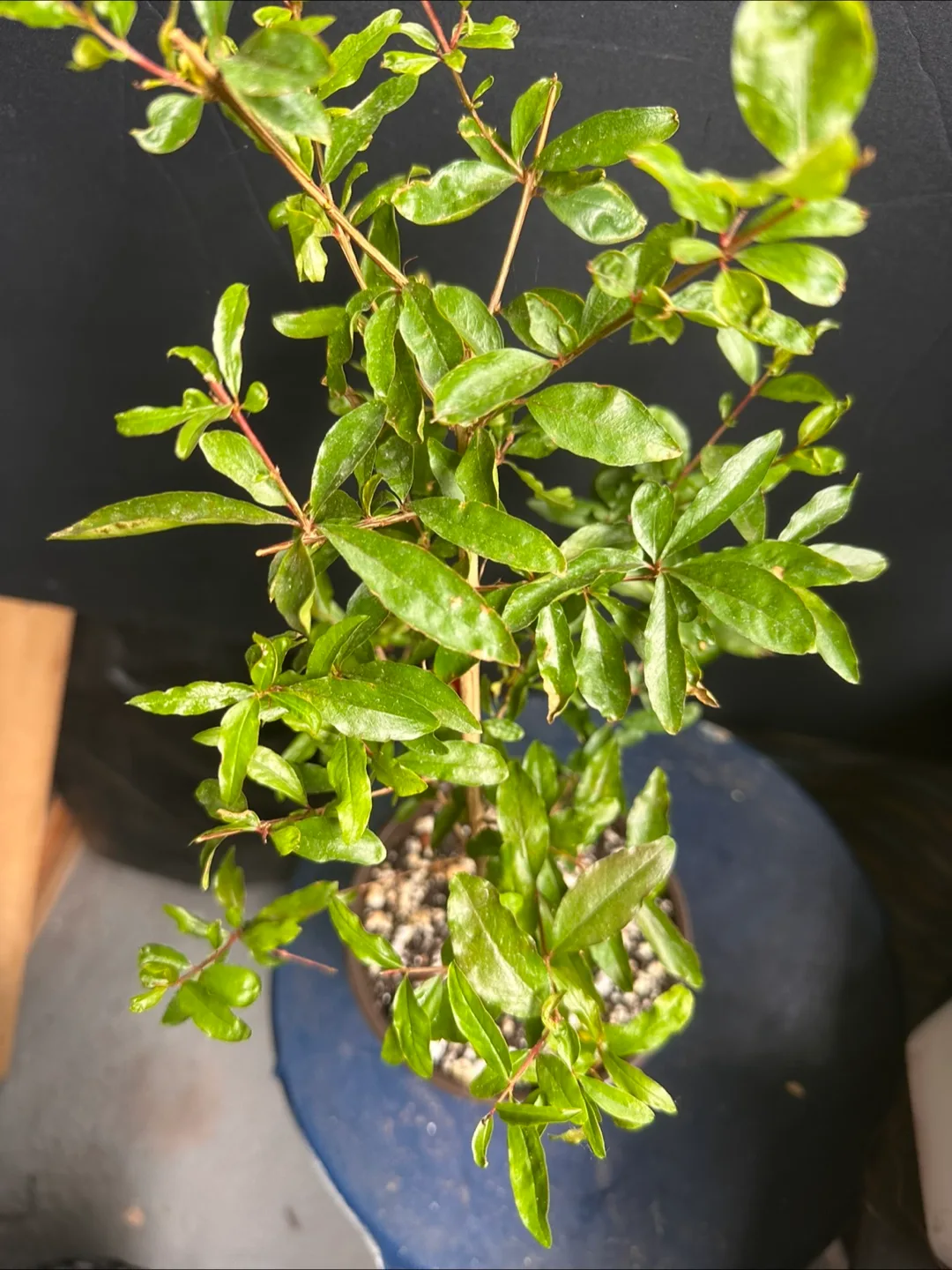 Pomegranate plant image indicator(6)