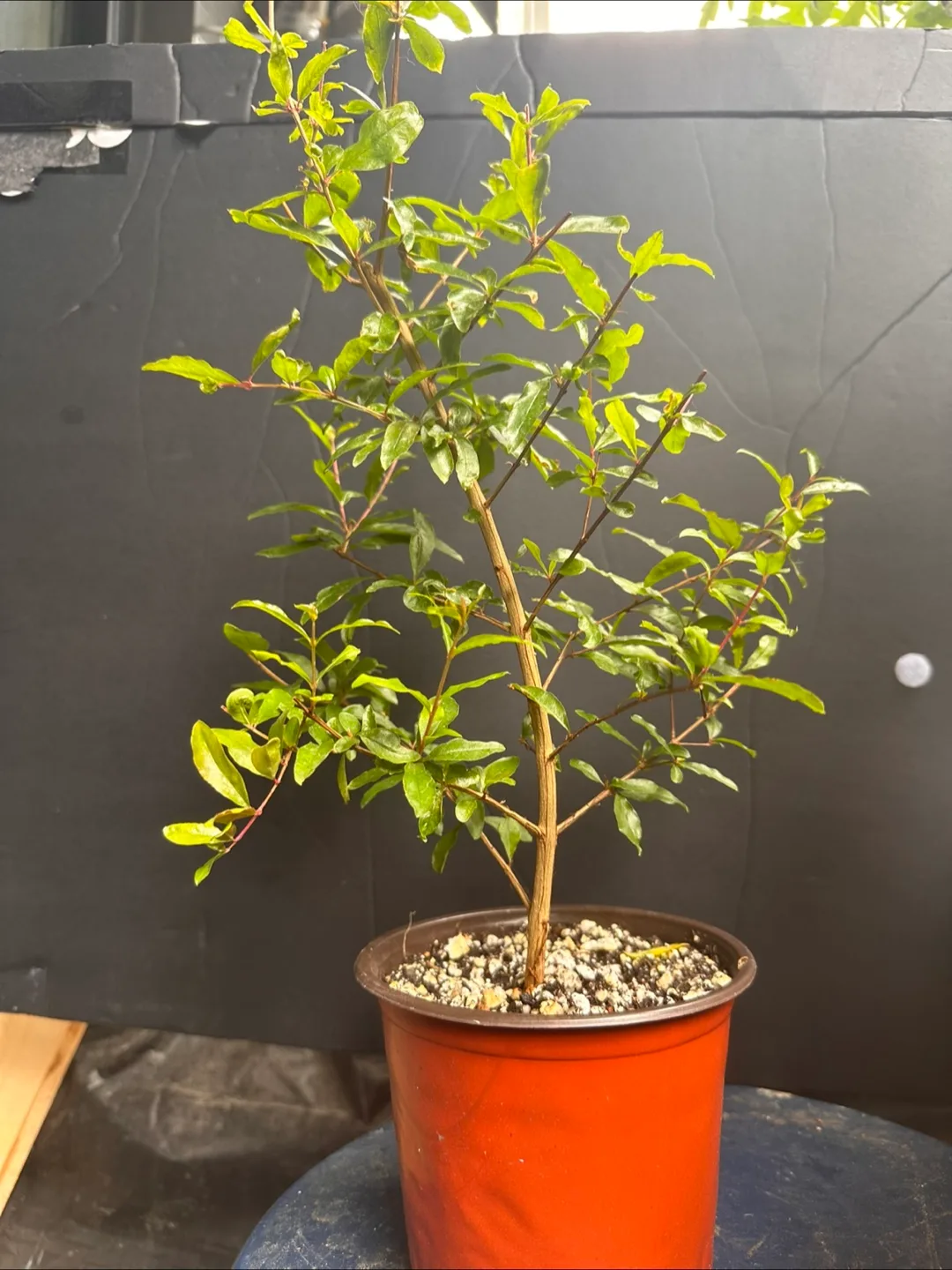 Pomegranate plant image indicator(4)