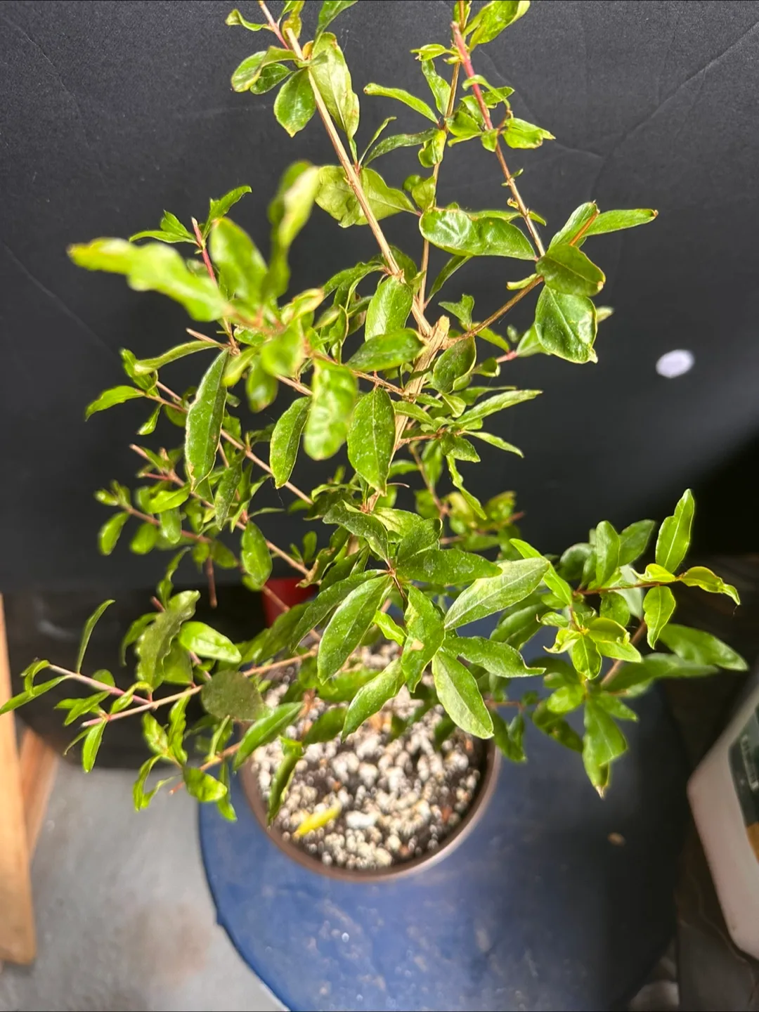 Pomegranate plant image indicator(5)