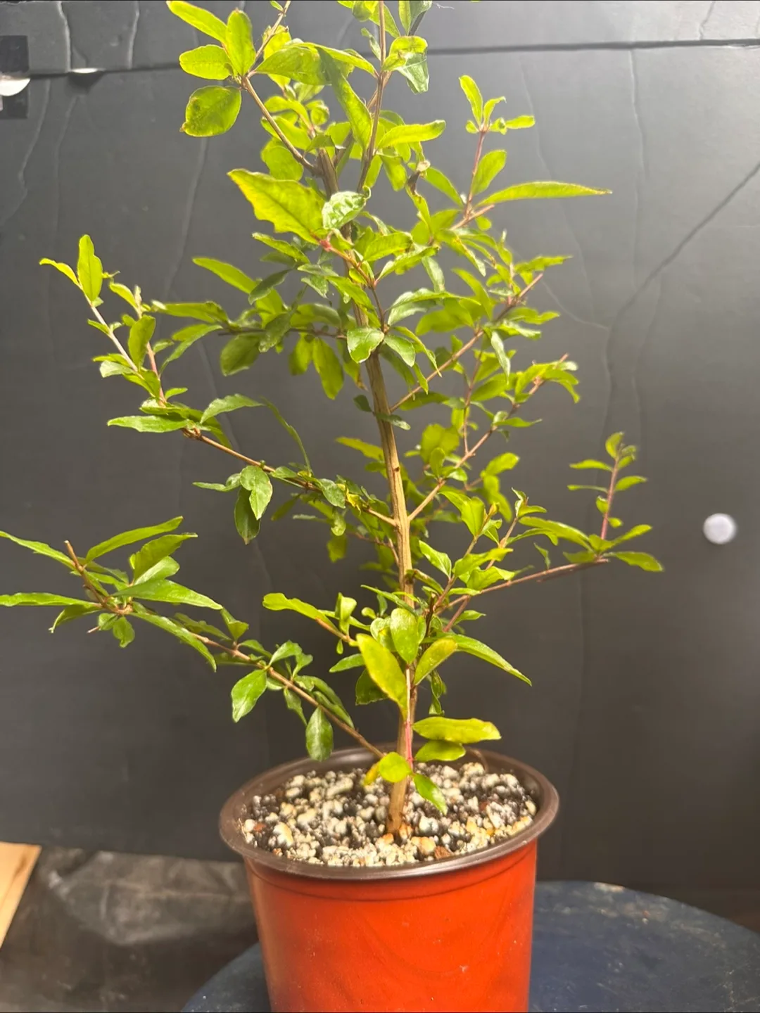 Pomegranate plant thumbnail