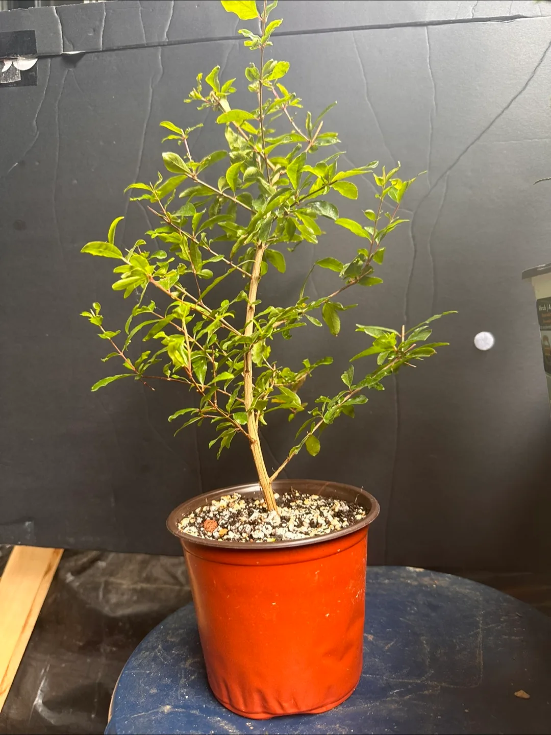 Pomegranate plant image indicator(3)