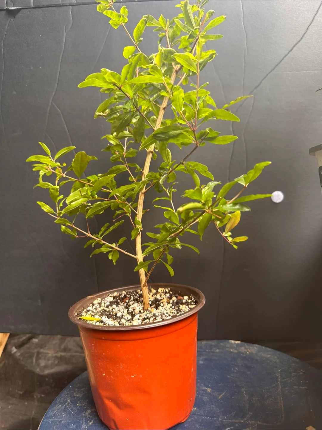 Pomegranate plant image indicator(2)