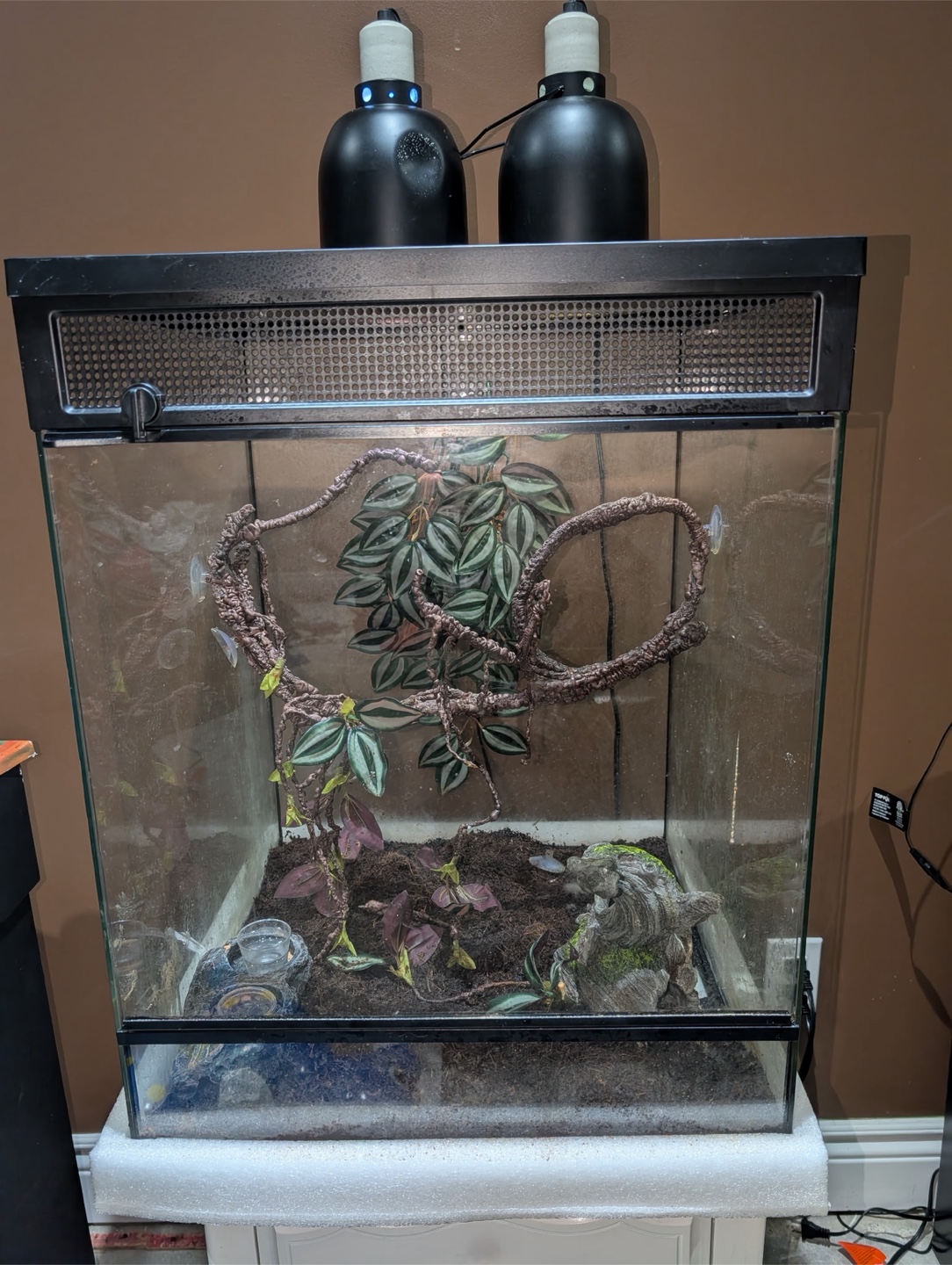 Crested Gecko 30 Gallon Tropical Terrarium