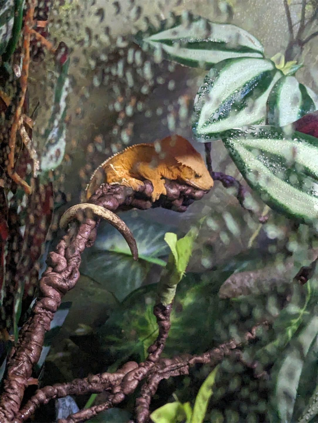 Crested Gecko 30 Gallon Tropical Terrarium - photo 3