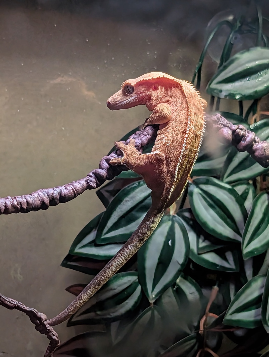Crested Gecko 30 Gallon Tropical Terrarium - photo 4