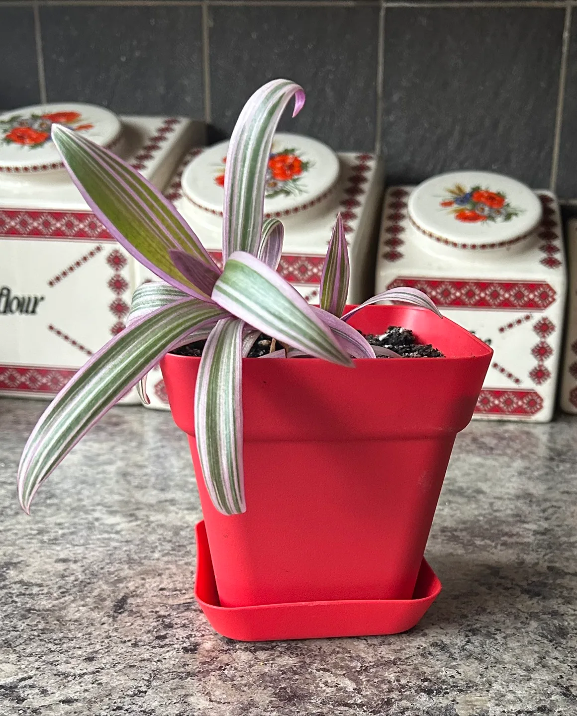 Decorative Plant in Red Pot thumbnail