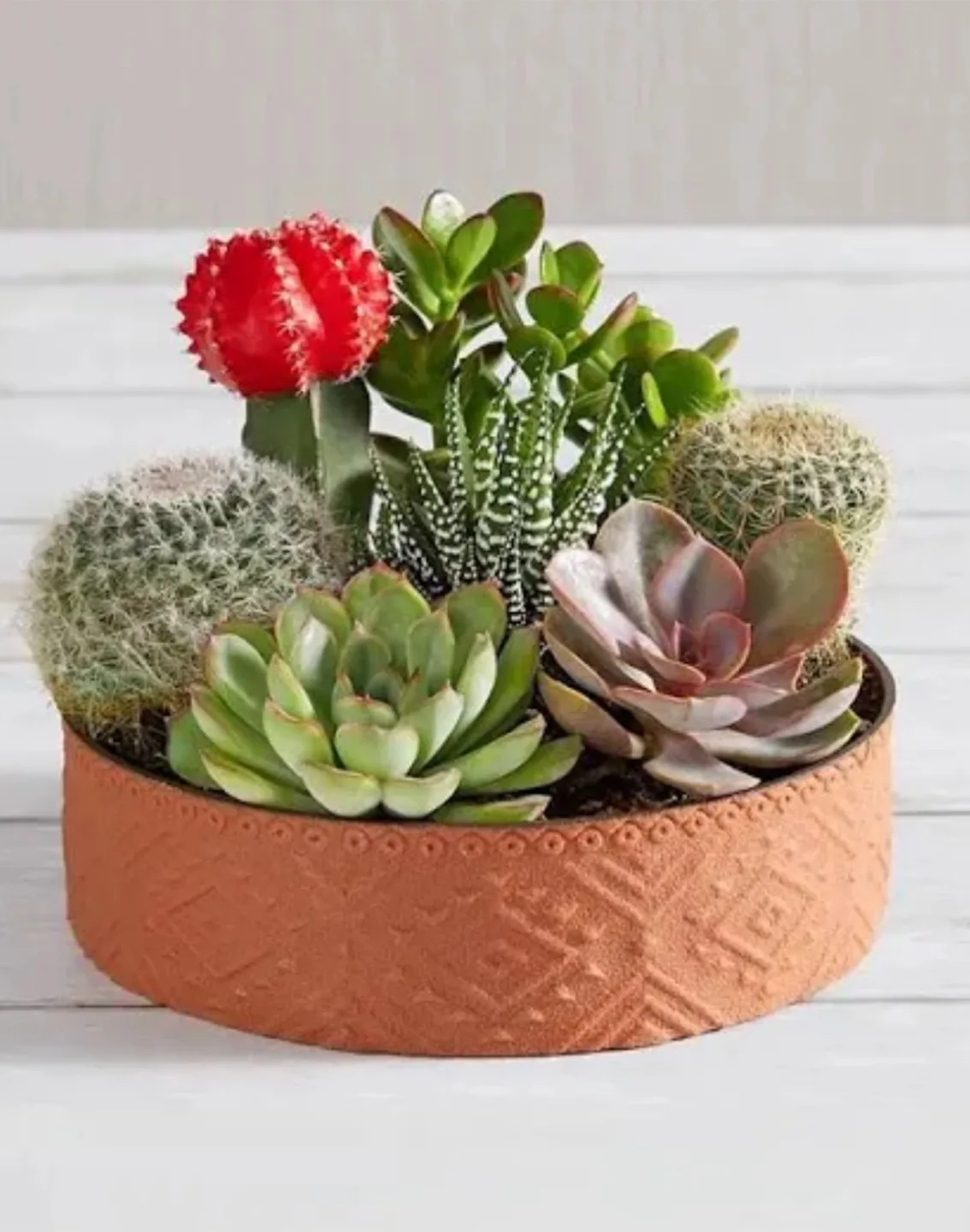 Plants 🥕💚 thumbnail