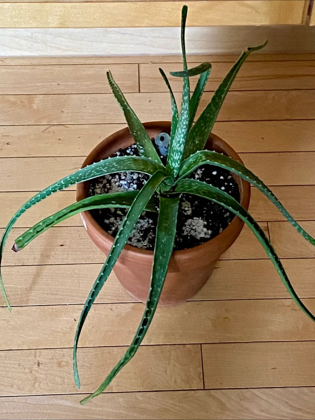 🥕Aloe Vera Plant in Terracotta Pot thumbnail