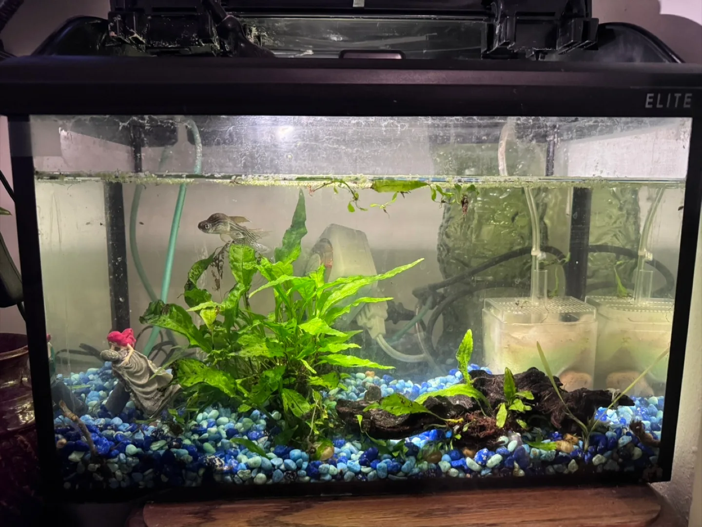 Moving Sale ELITE planted Aquarium Around 6 Gallon thumbnail