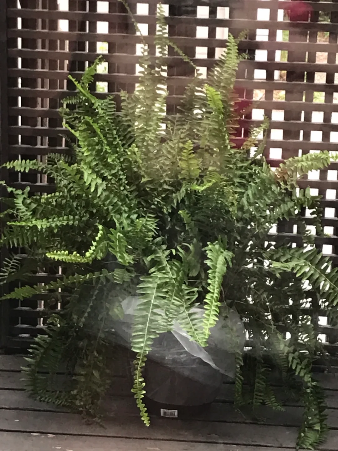 Healthy Boston Fern Plant thumbnail