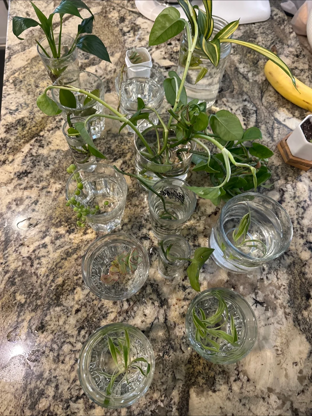 Plant cuttings- Moving Sale- $5 each thumbnail