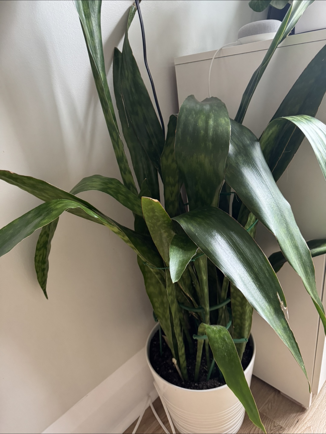 Snake Plant in White Pot