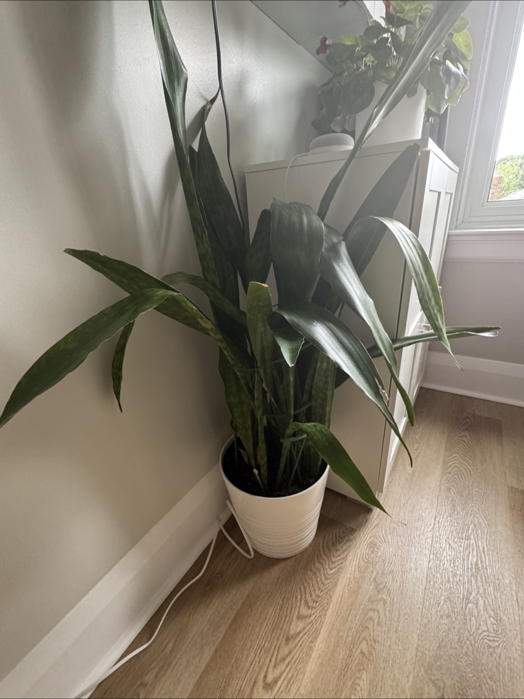 Snake Plant in White Pot - photo 3