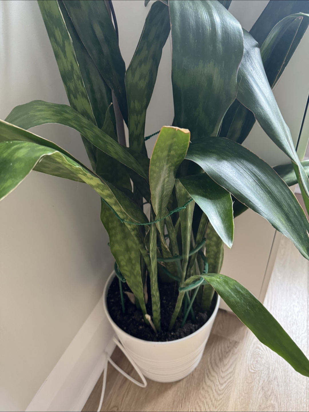 Snake Plant in White Pot - photo 5