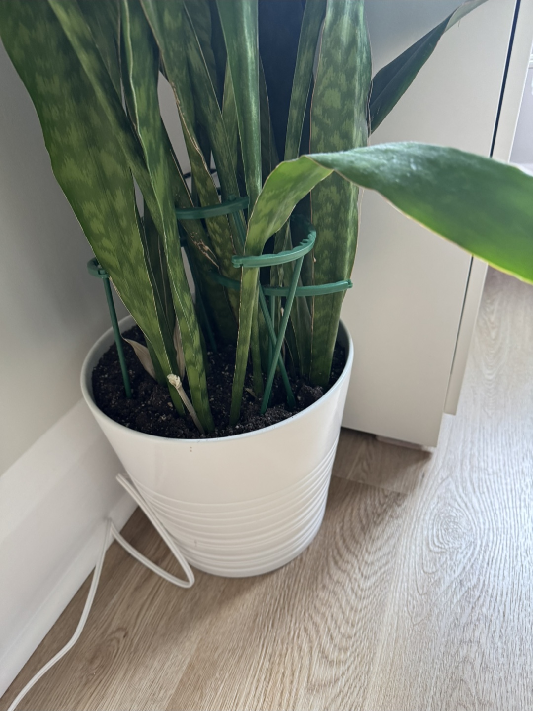 Snake Plant in White Pot - photo 4