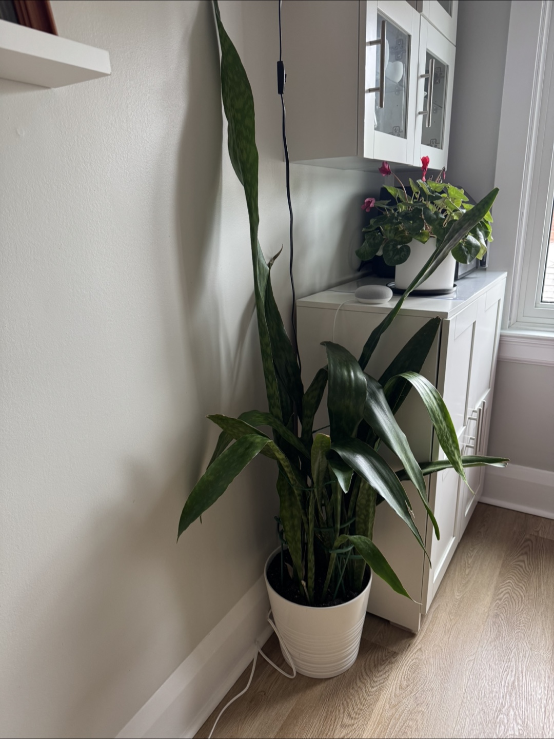 Snake Plant in White Pot - photo 2