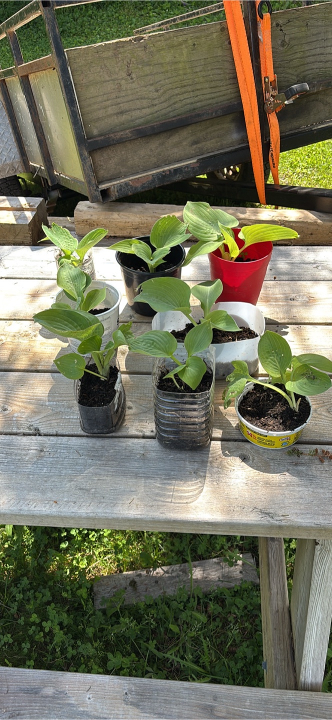 Young Hosta Plants