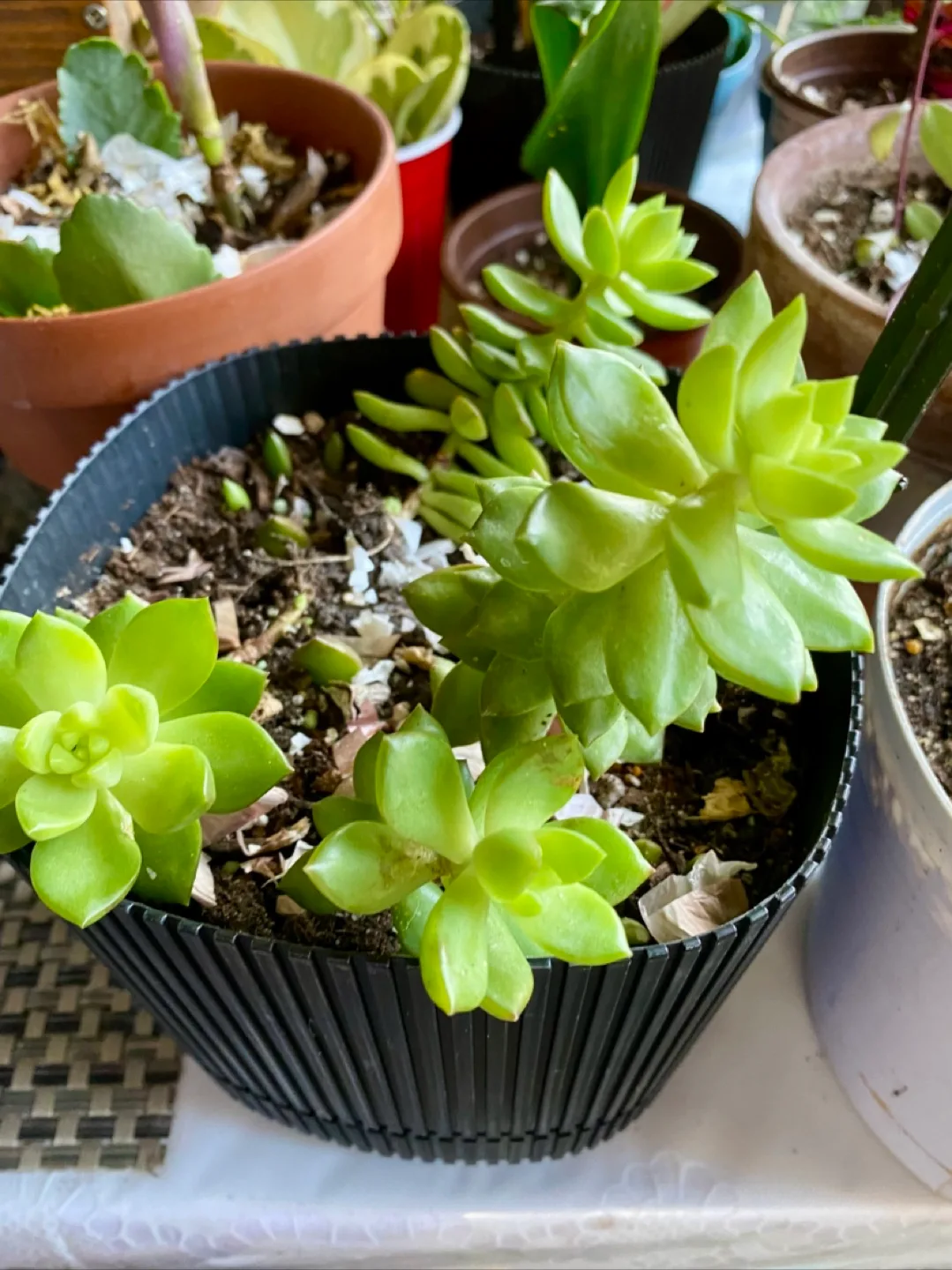 🥕 Live Succulent Plant thumbnail