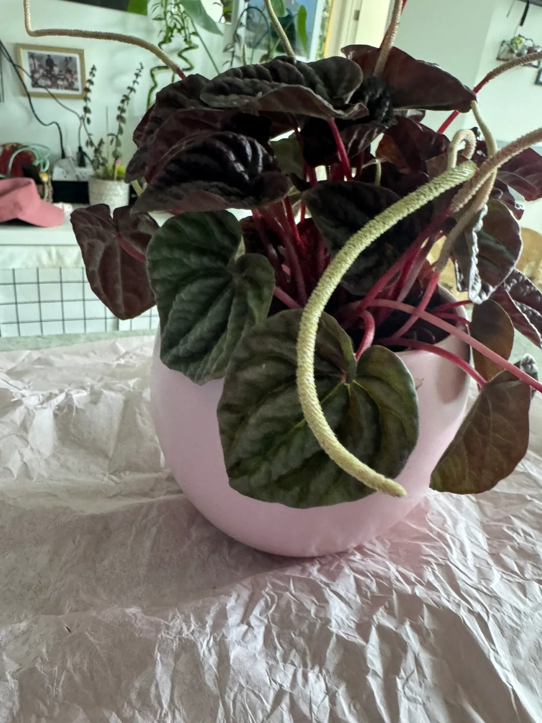 Peperomia Plant in Pink Pot image indicator(4)