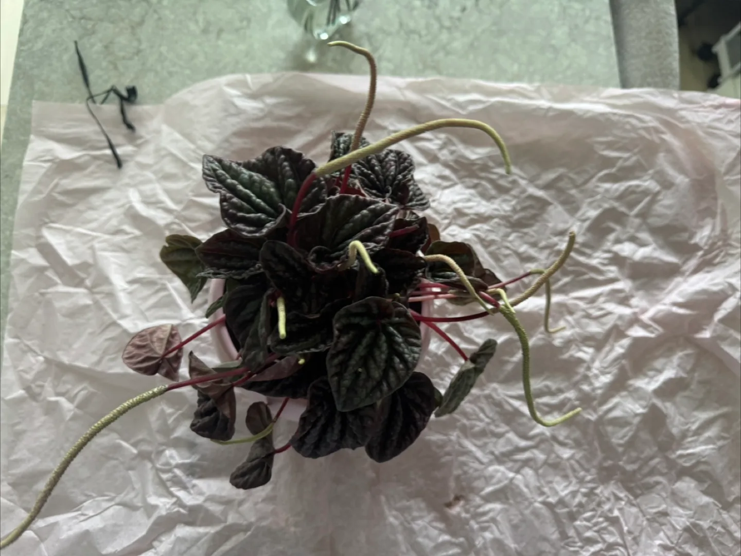 Peperomia Plant in Pink Pot image indicator(5)