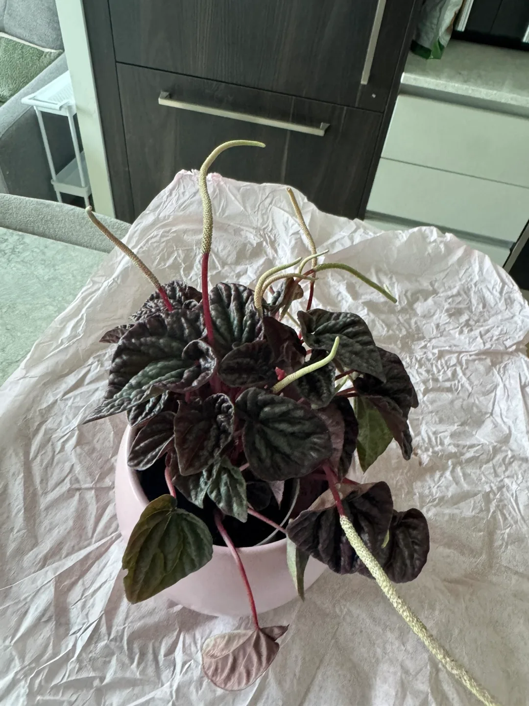 Peperomia Plant in Pink Pot image indicator(3)