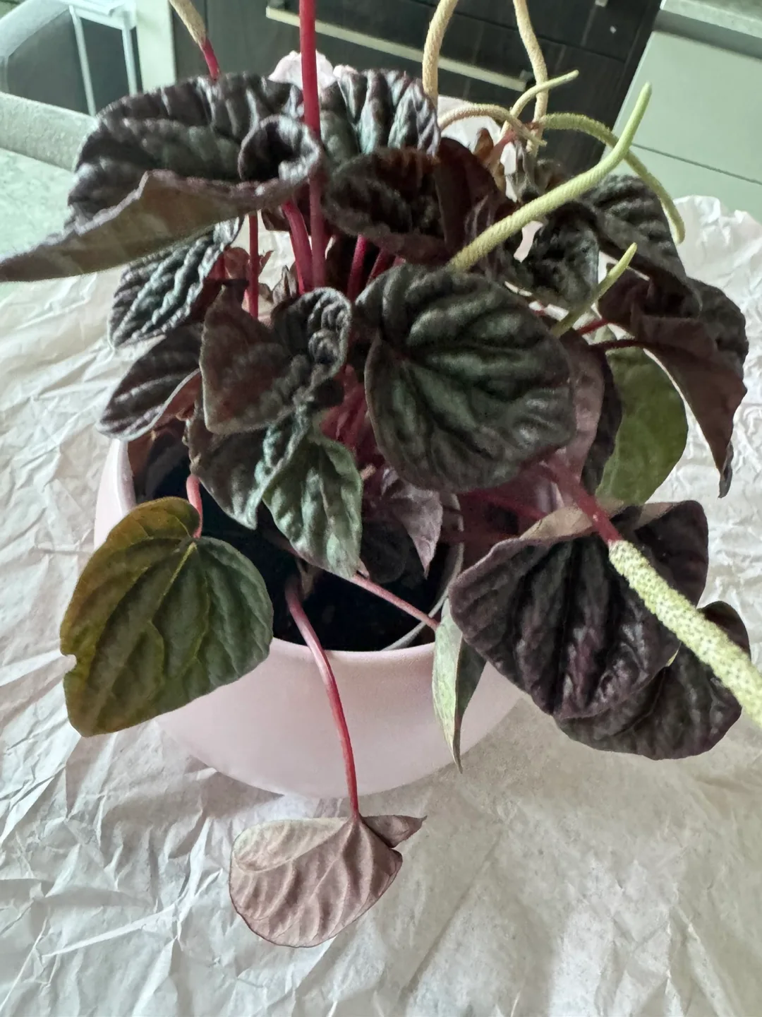 Peperomia Plant in Pink Pot image indicator(2)