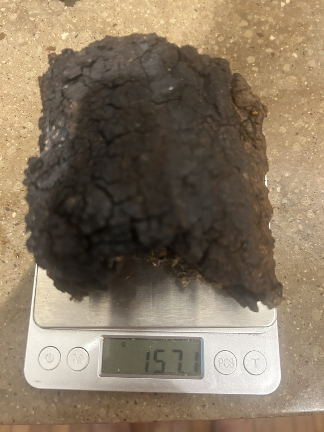 Wild Harvested Chaga Mushroom - photo 3