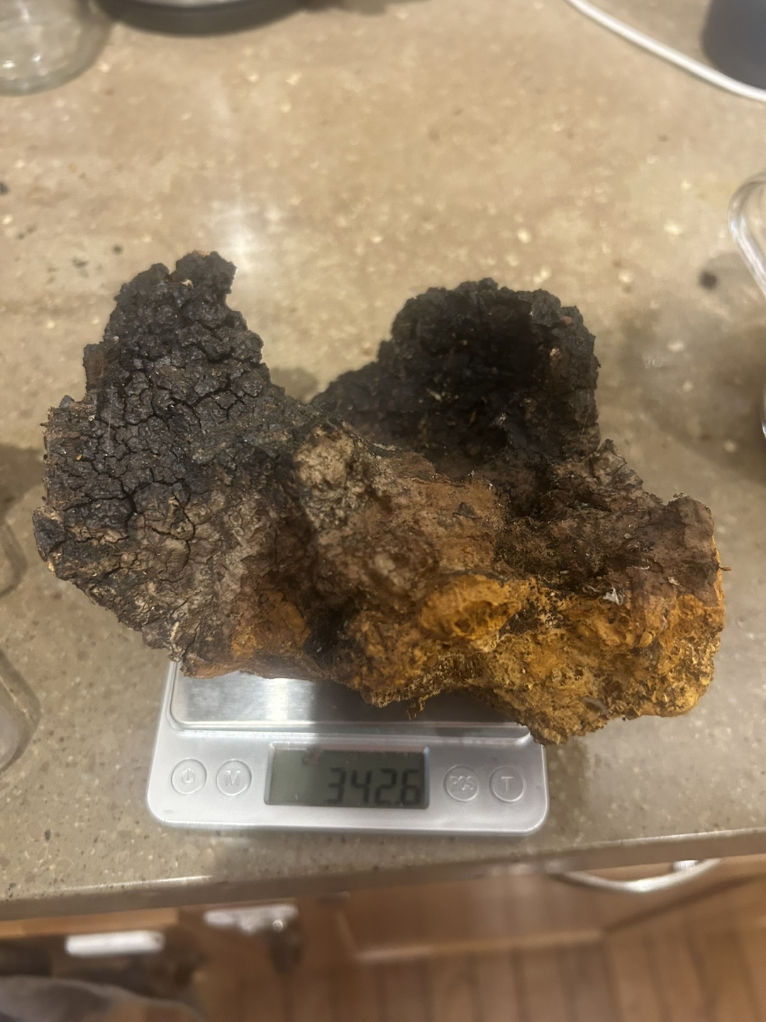 Wild Harvested Chaga Mushroom