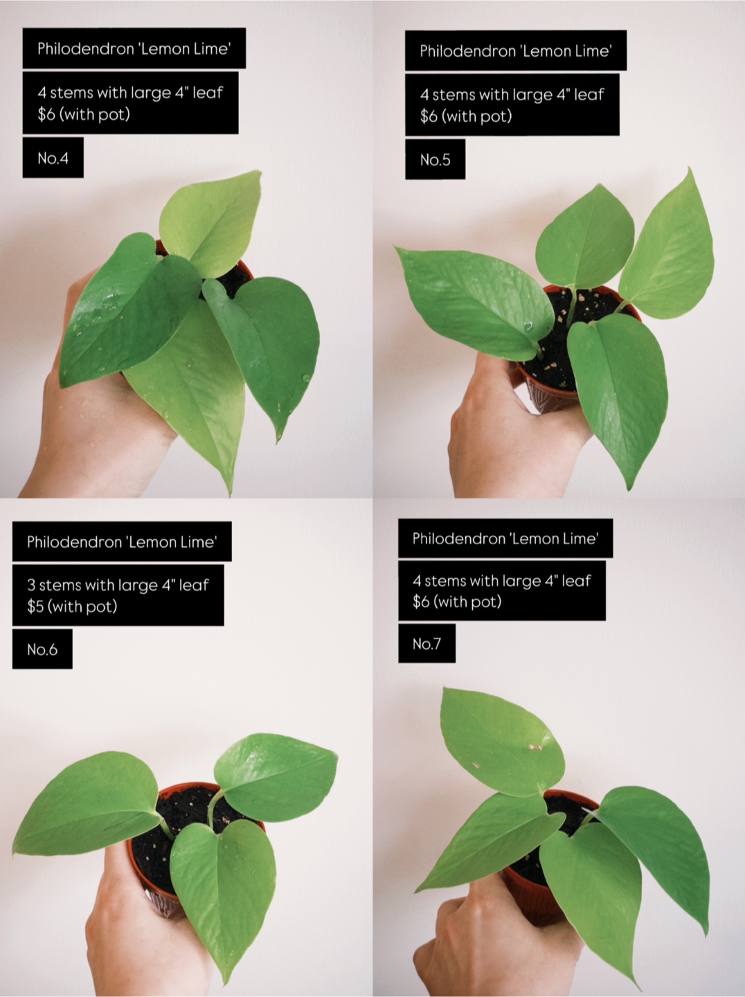 House Plants for Sale – Heathy, Pest-Free & Easy Care! - photo 3