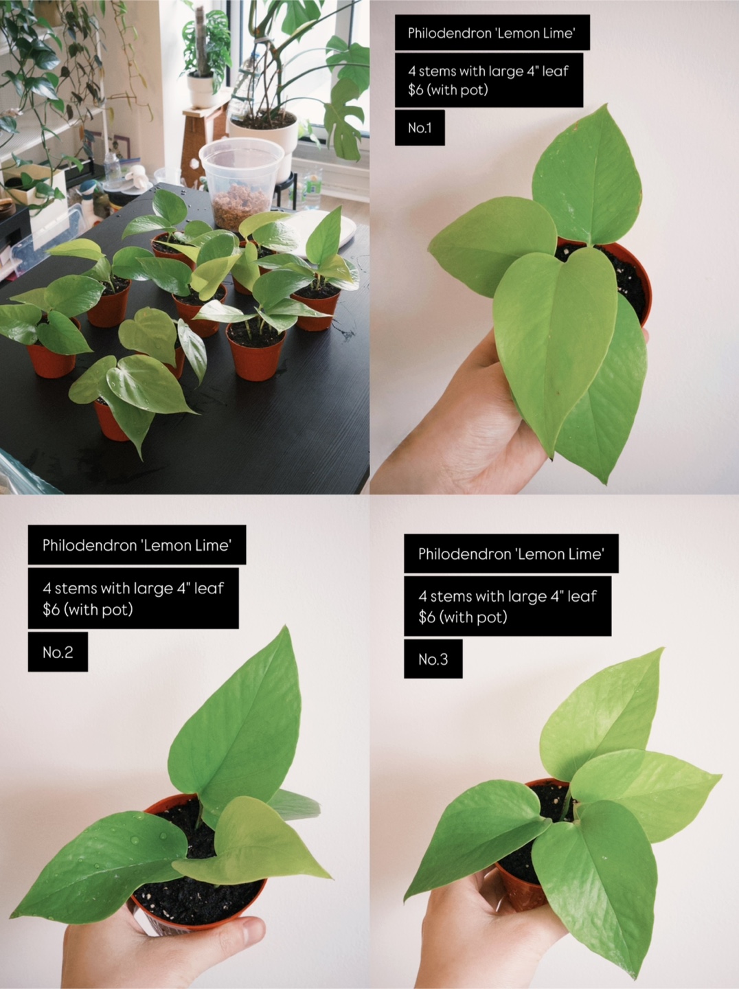 House Plants for Sale – Heathy, Pest-Free & Easy Care! - photo 2