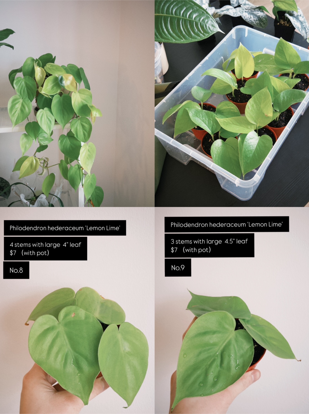 House Plants for Sale – Heathy, Pest-Free & Easy Care! - photo 4