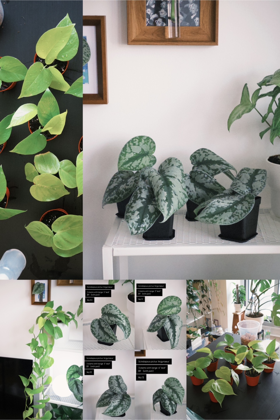 House Plants for Sale – Heathy, Pest-Free & Easy Care!