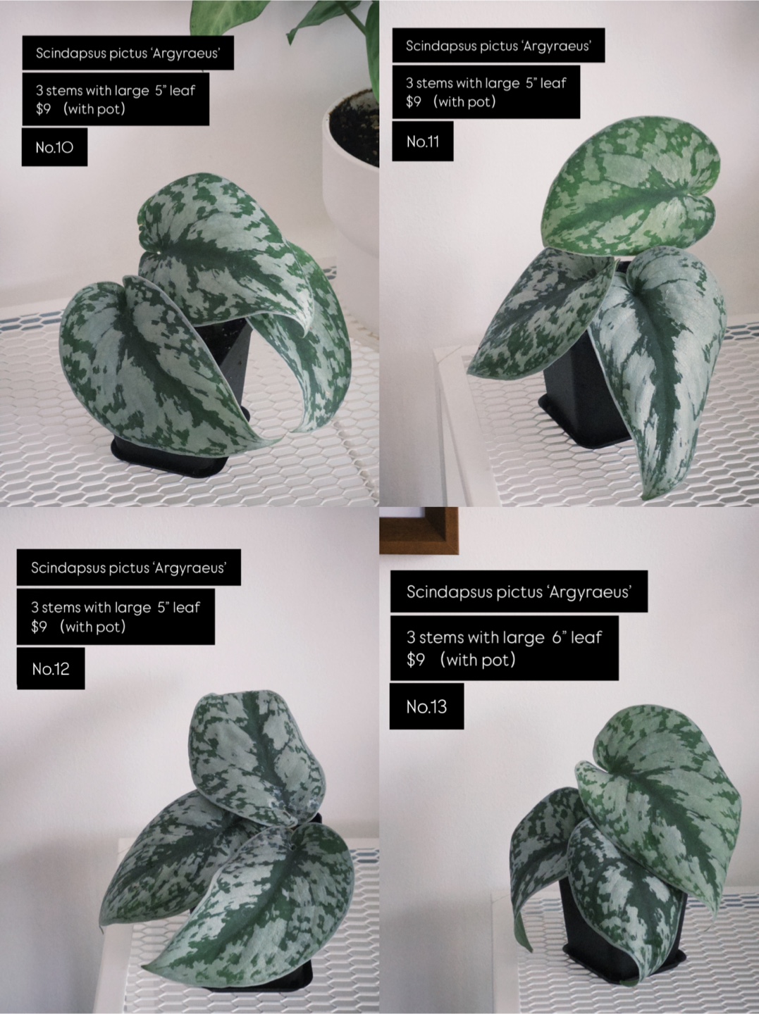 House Plants for Sale – Heathy, Pest-Free & Easy Care! - photo 5