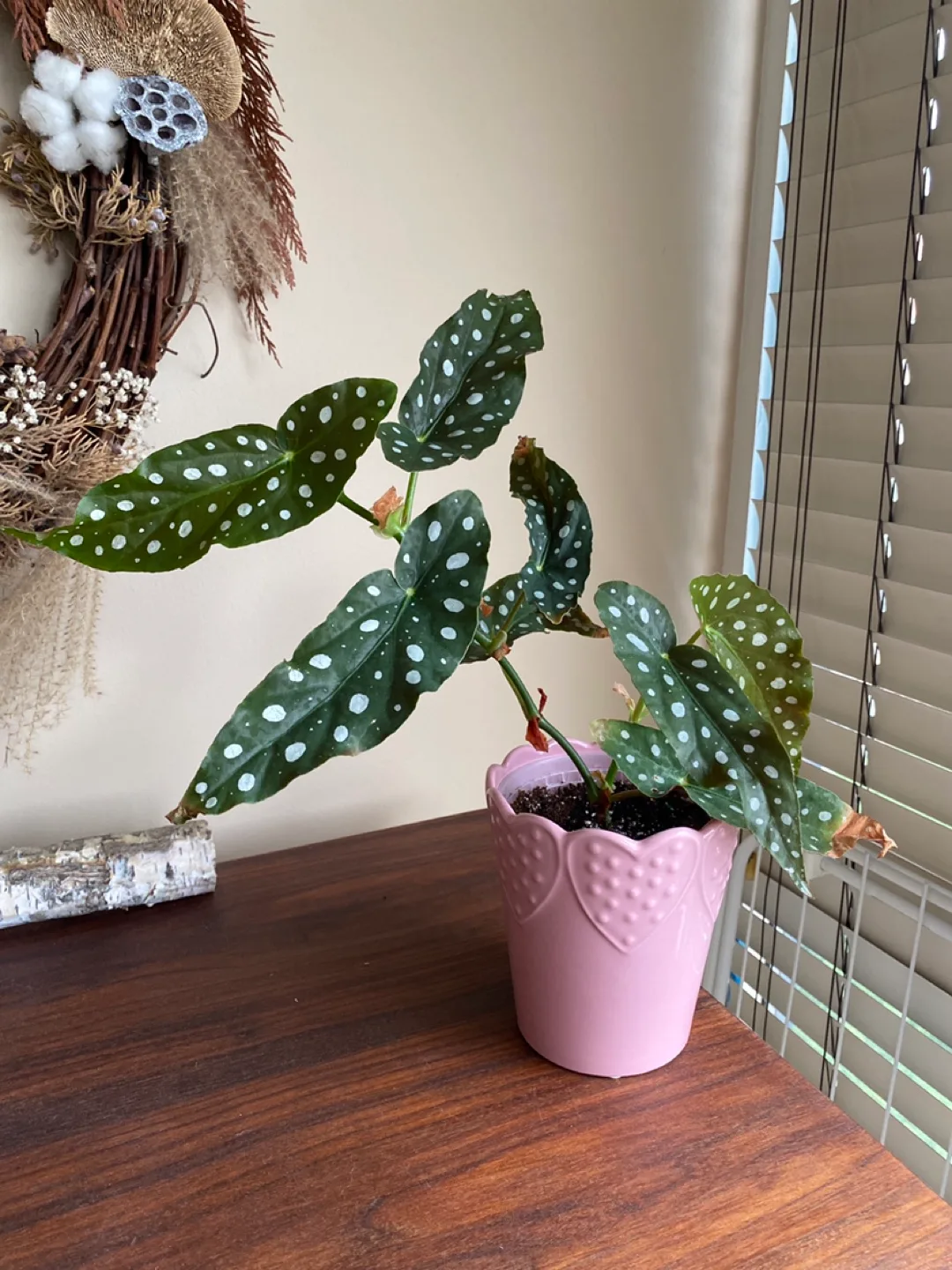 Begonia Maculata Plant in Pink Pot thumbnail