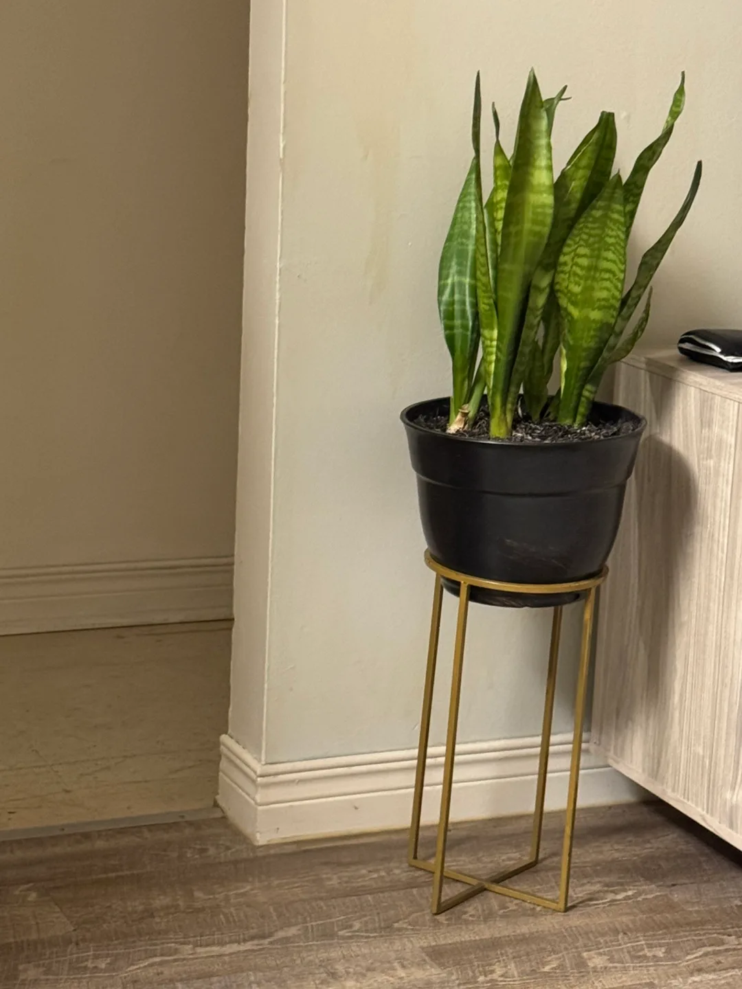 Potted Snake Plant 🥕 thumbnail