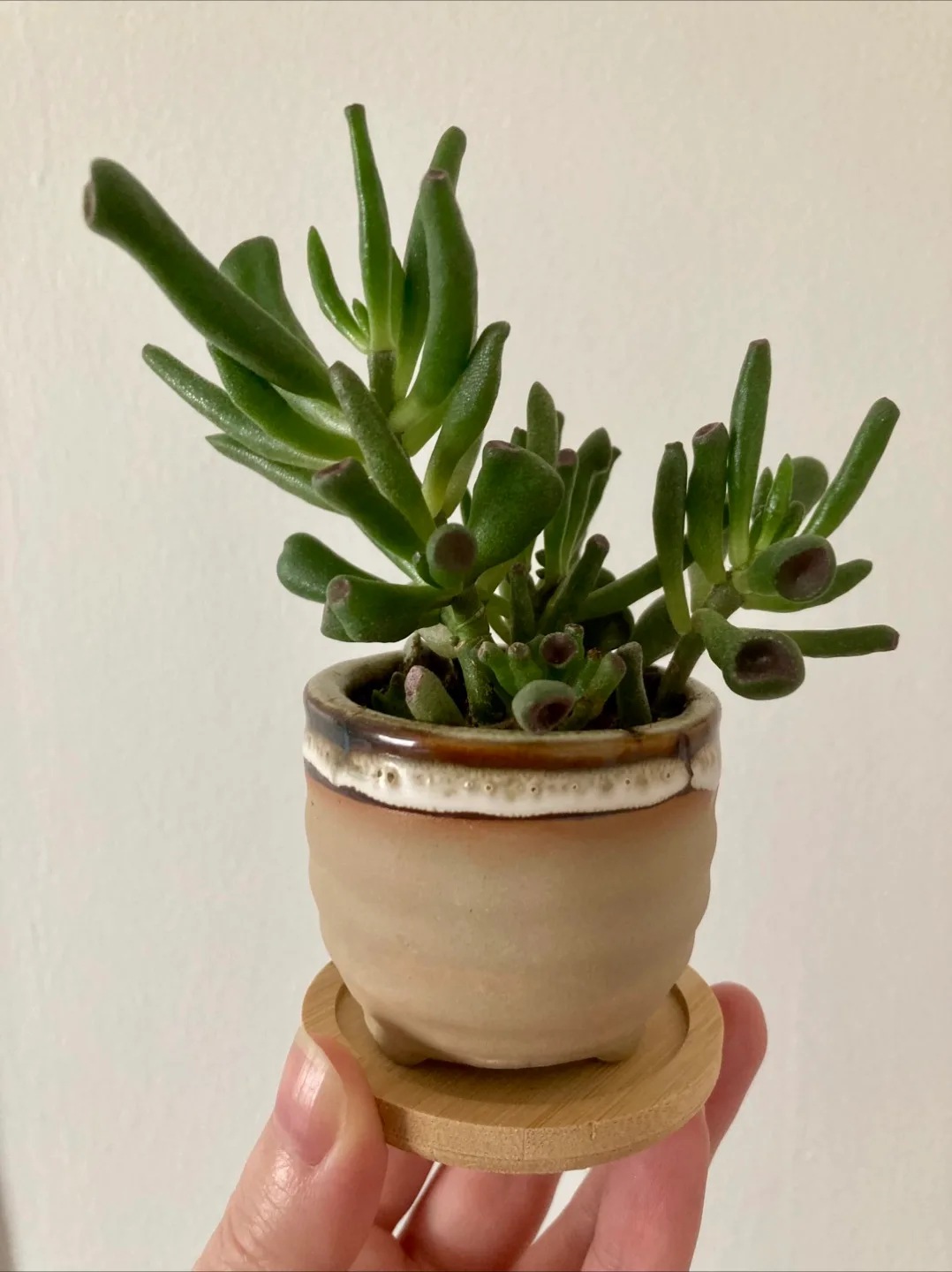 Young Gollum jade in ceramic pot thumbnail