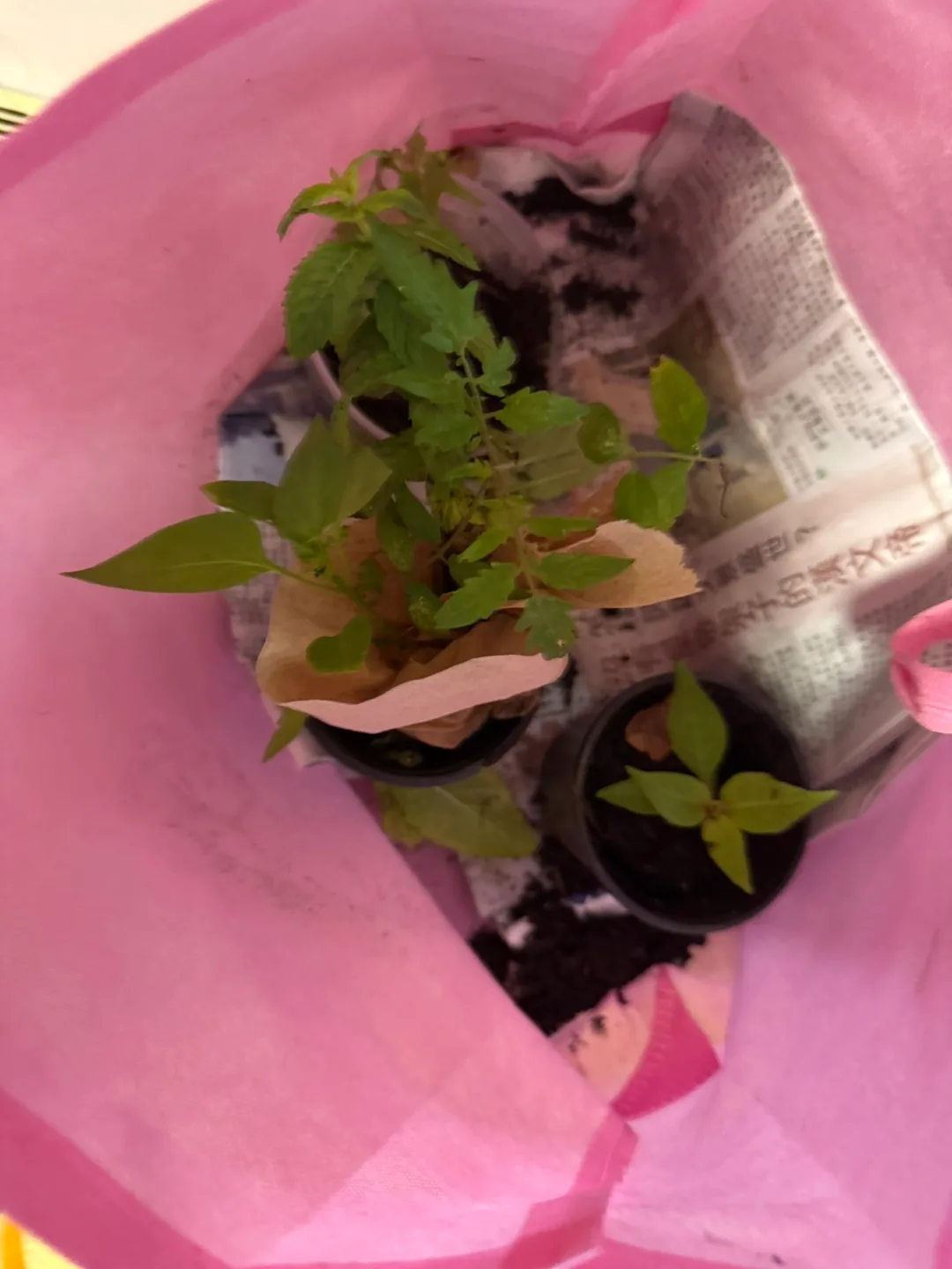 5 plant & big planter thumbnail