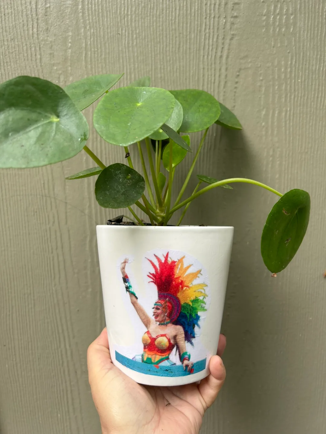 Pride month Pilea peperomioides thumbnail