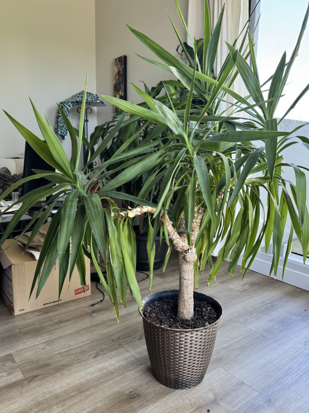 Yucca Plant