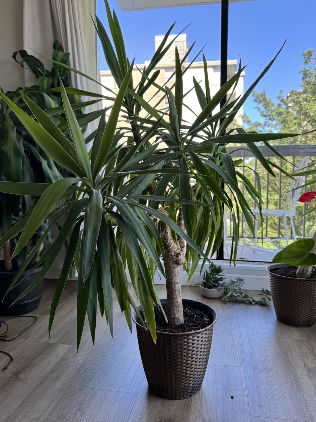 Yucca Plant - photo 2